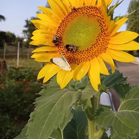 Апартаменты Le Dimore Di Flora Charme