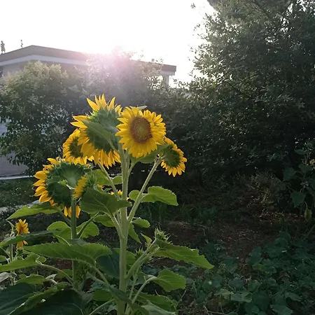 Le Dimore Di Flora Charme